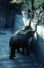 M31-Elefanten in Zoo - 1959